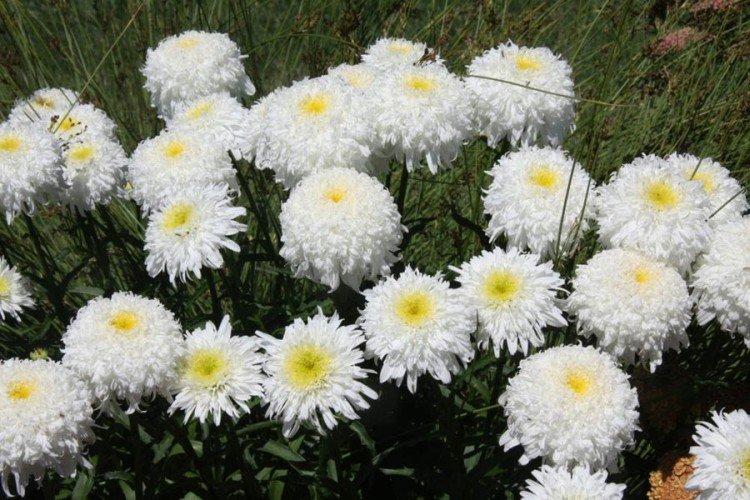 Наибольший нивяник