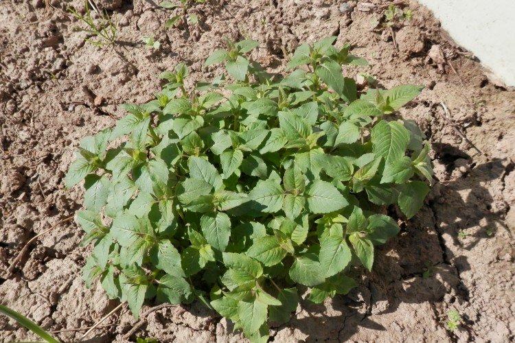 Посадка и размножение