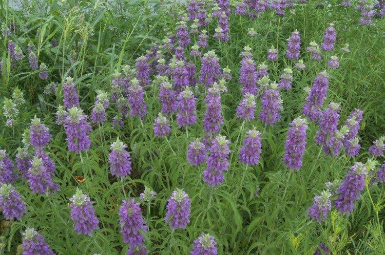 Монарда – фото