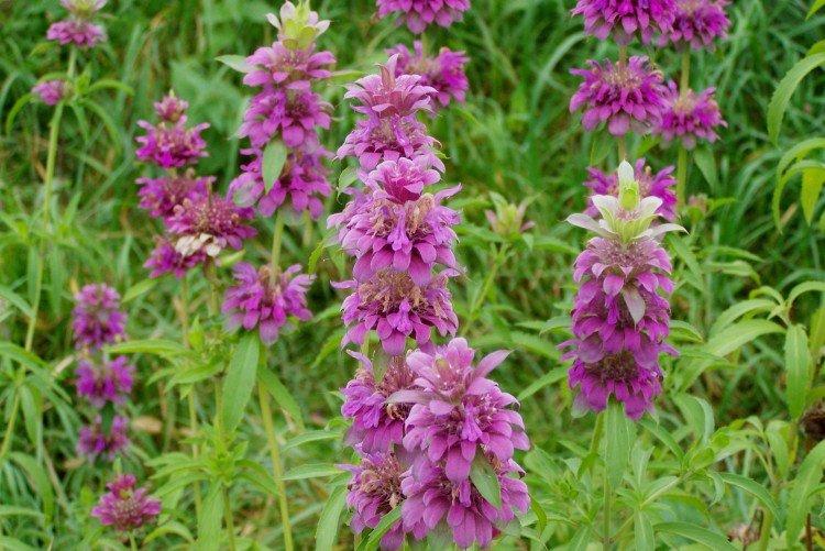 Лимонная монарда