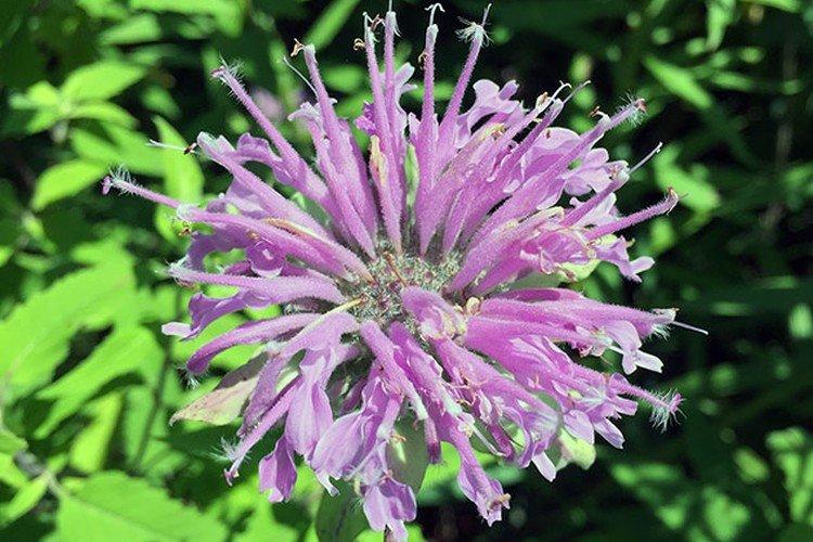 Дудчатая монарда