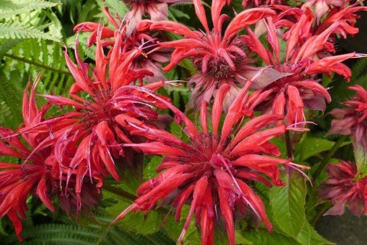 Гибридная монарда