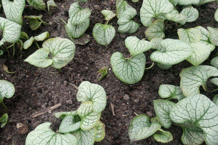 Посадка и размножение