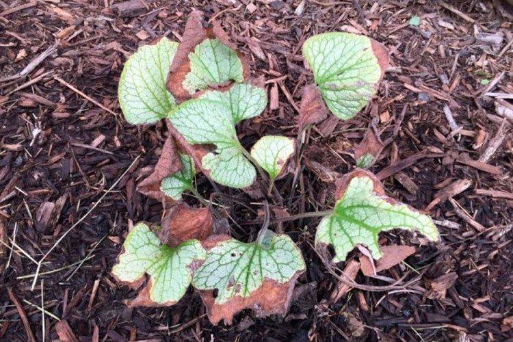 Болезни и вредители бруннеры