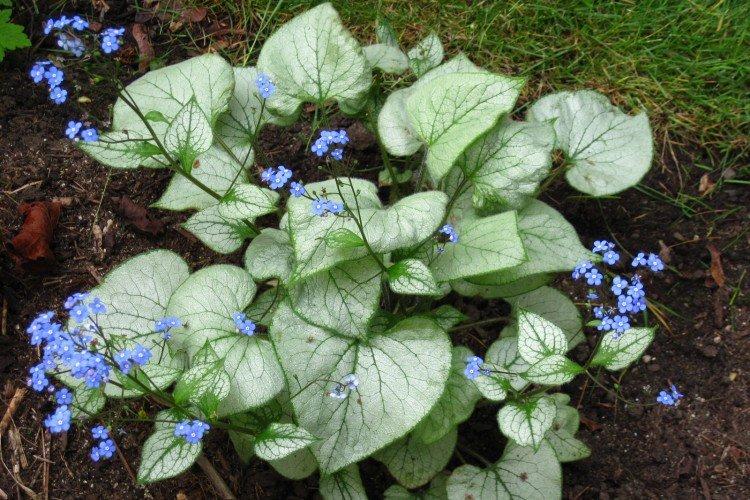 Бруннера – фото