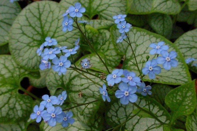 Бруннера – фото