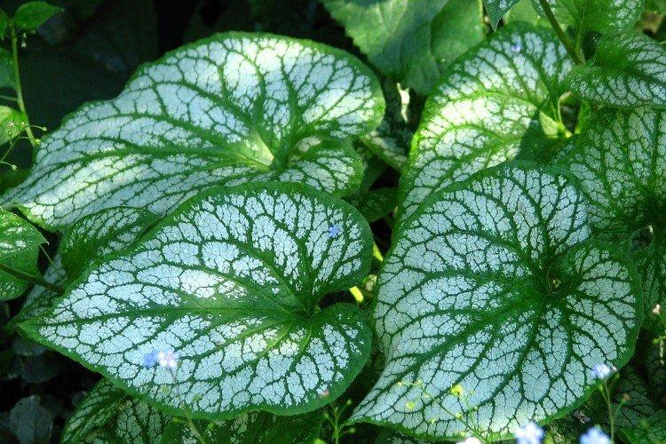 Бруннера – фото