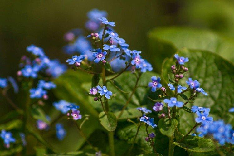 Бруннера – фото