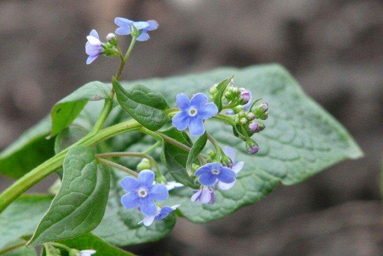 Бруннера – фото