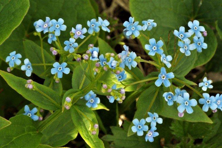 Бруннера – фото