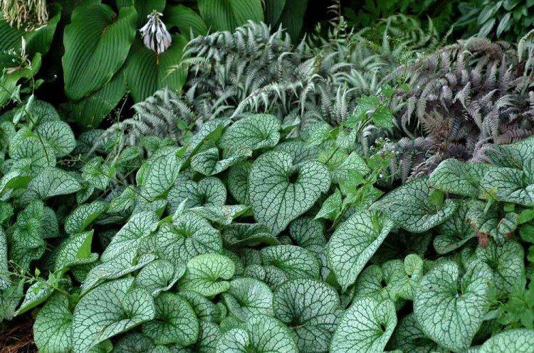 Бруннера – фото