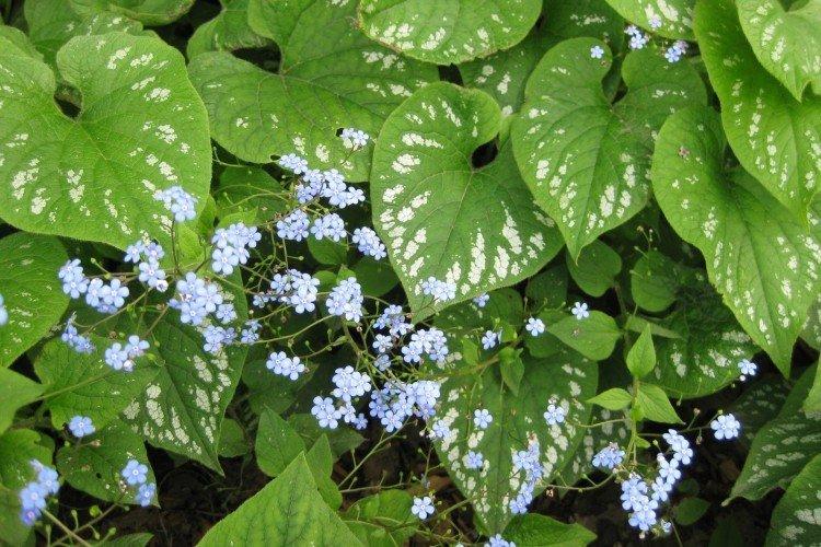 Бруннера – фото