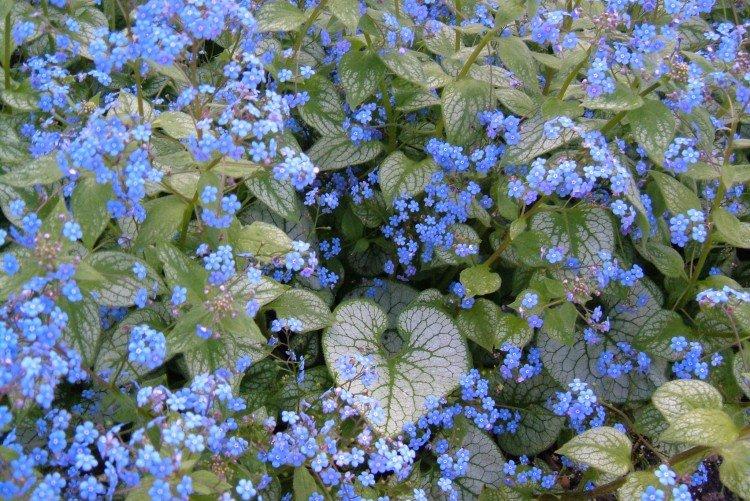 Бруннера – фото