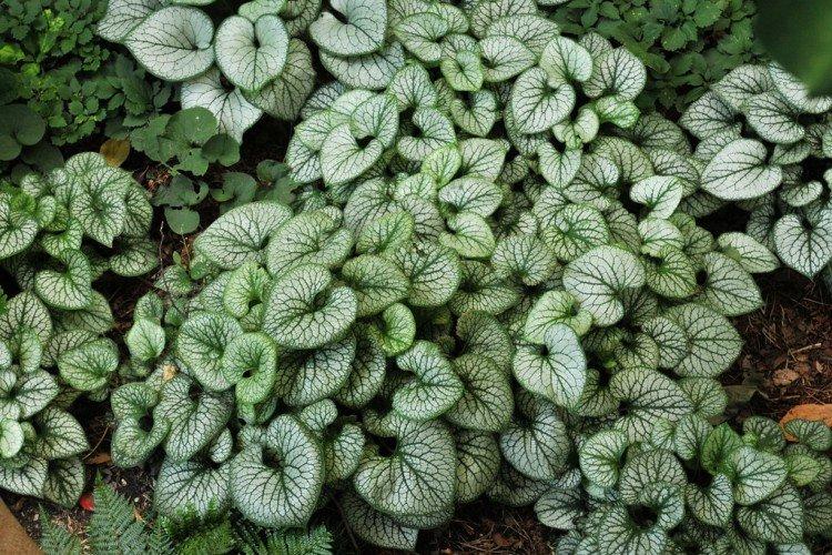 Бруннера – фото