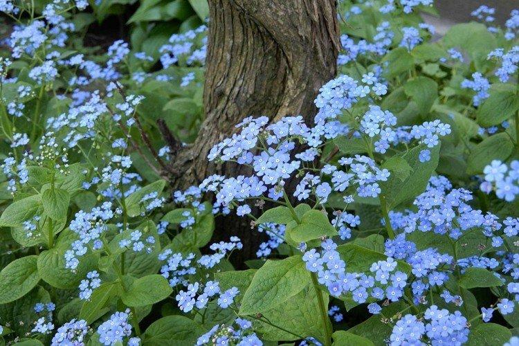 Бруннера – фото