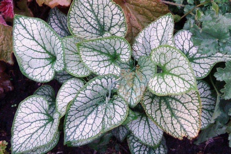 Бруннера – фото