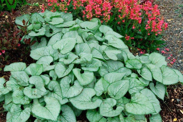 Бруннера – фото