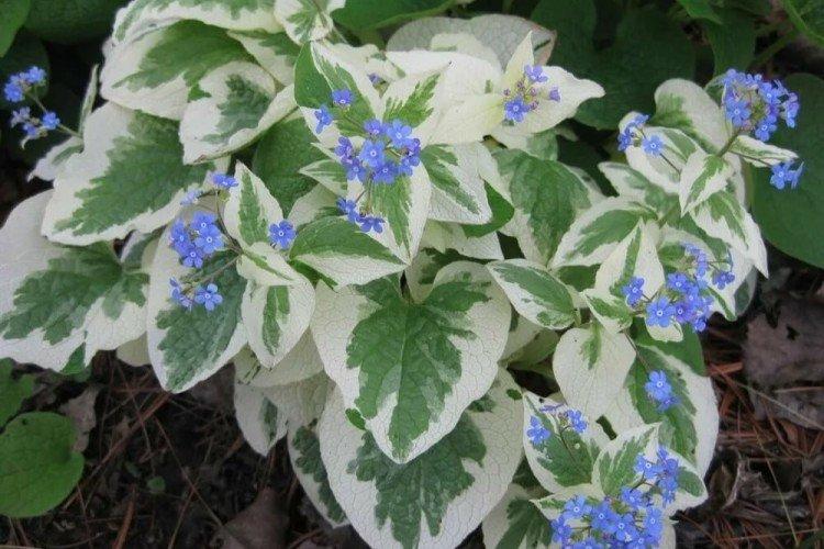 Бруннера – фото