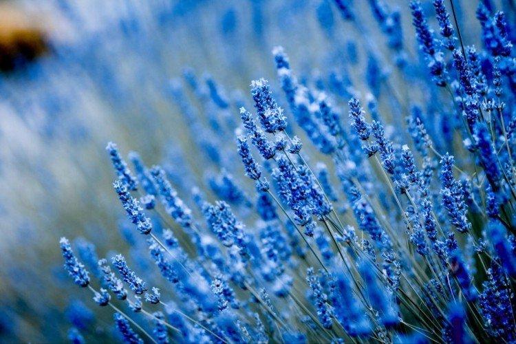 Лаванда