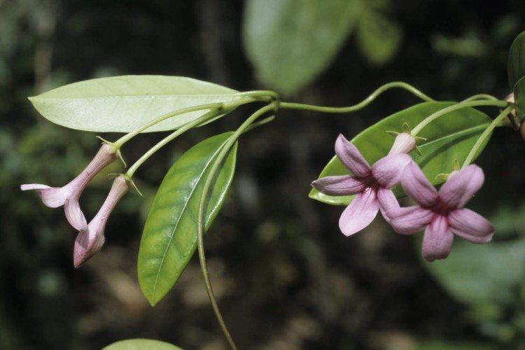 Стефанотис