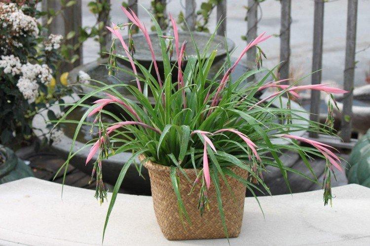 Бильбергия