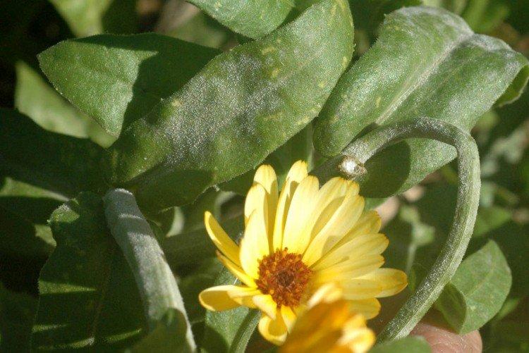 Борьба с вредителями и болезнями