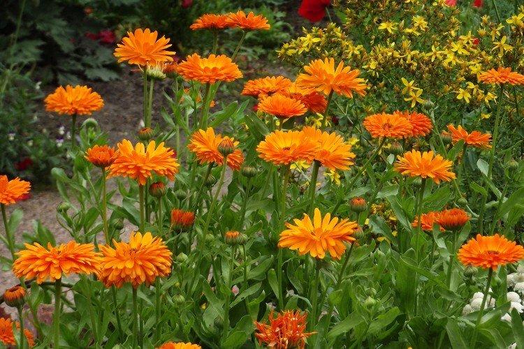 Календула – фото