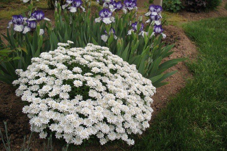 Удобрения и подкормка