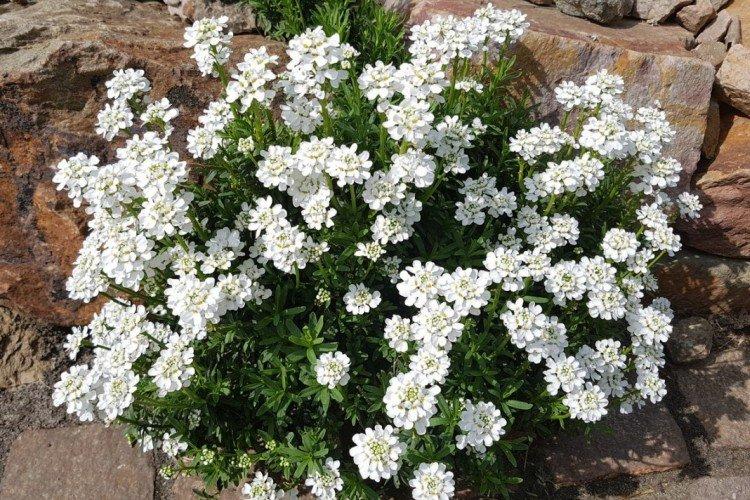 Иберис – фото