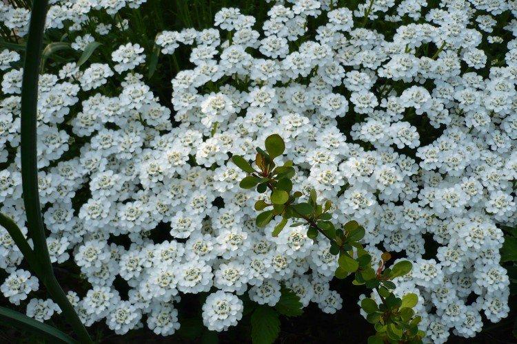 Иберис – фото