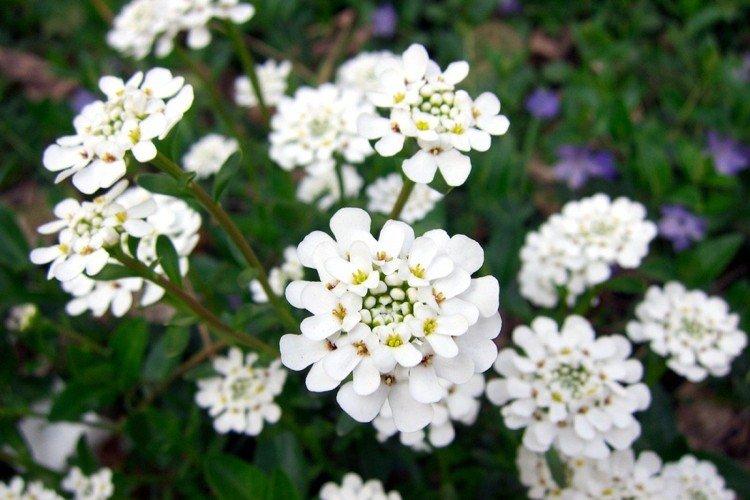 Иберис – фото