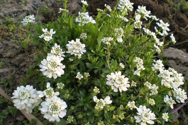 Вечнозеленый иберис