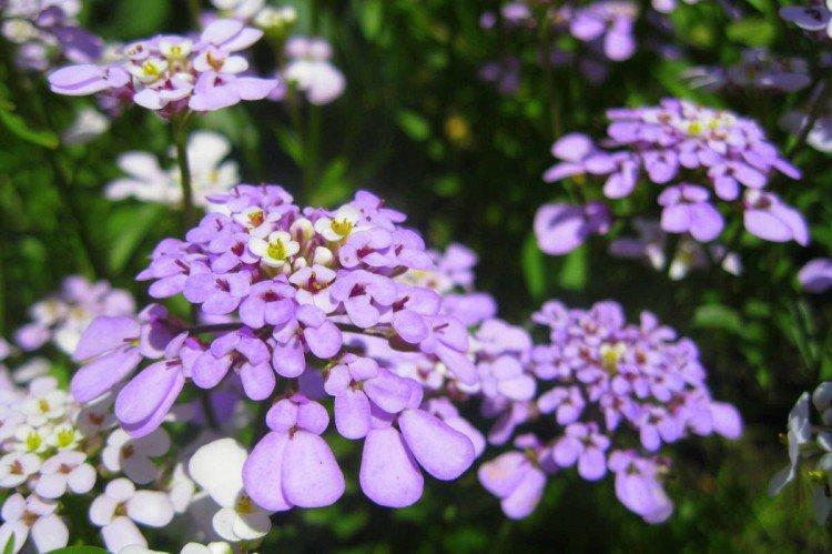 Иберис – фото