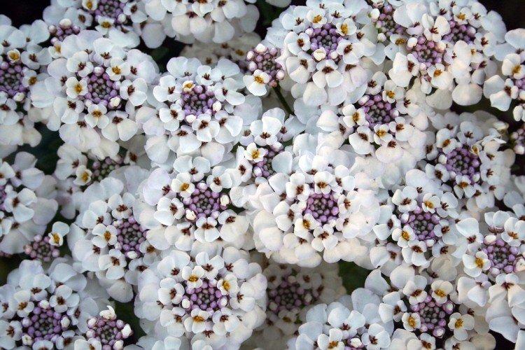 Иберис – фото