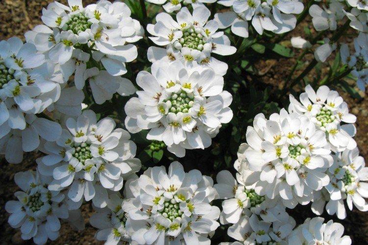 Иберис – фото