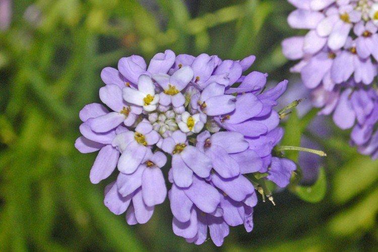 Иберис – фото