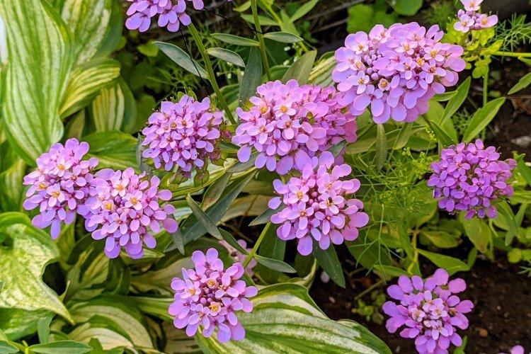 Иберис – фото