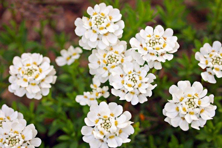 Иберис – фото