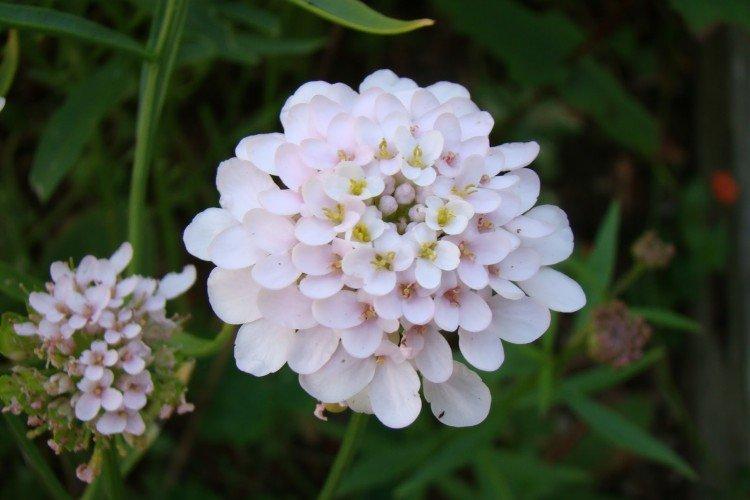 Иберис – фото