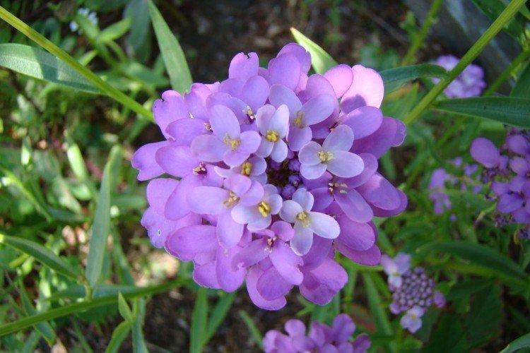 Иберис – фото