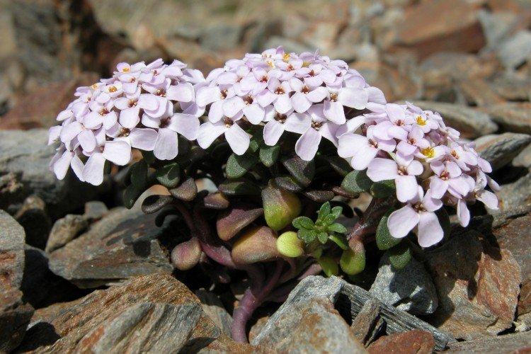 Иберис – фото