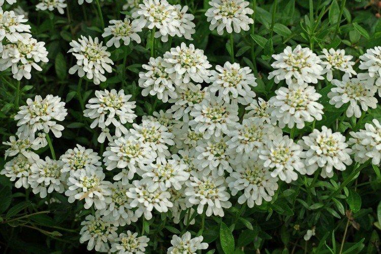 Иберис – фото