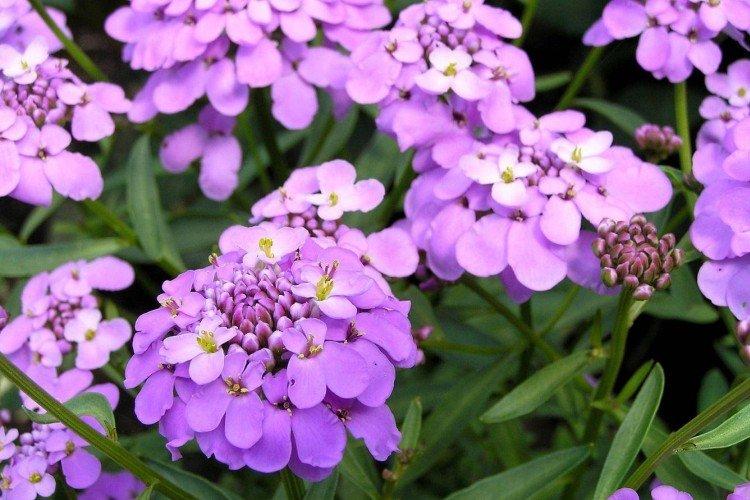 Иберис – фото