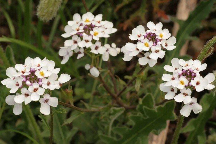 Горький иберис