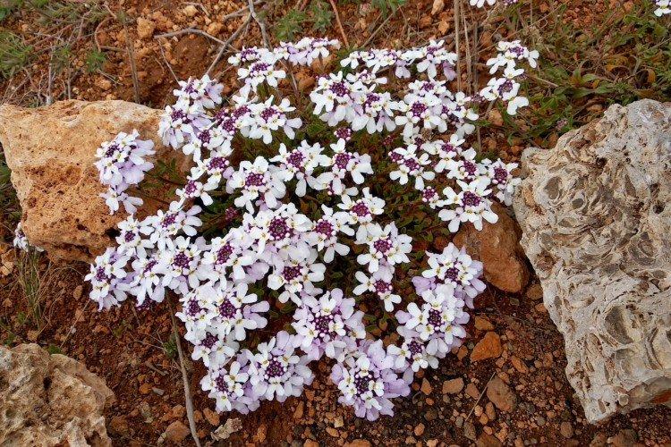 Крымский иберис