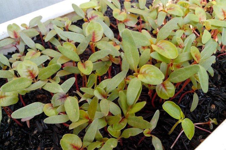 Посадка и размножение