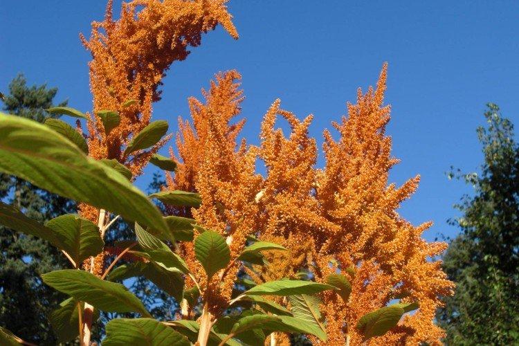 Амарант – фото