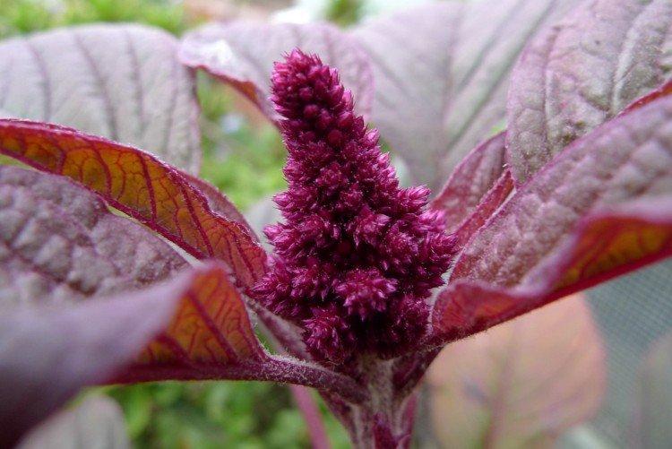 Амарант – фото