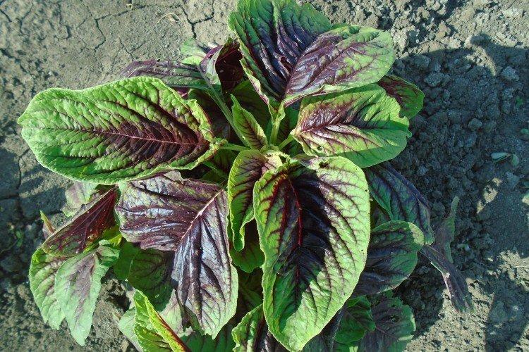 Овощной амарант