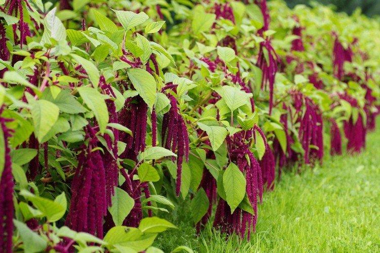 Амарант – фото